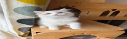 Ragdoll cats for sale: Adorable Ragdoll Kittens - 12 Weeks, Ready Now - Advert 12