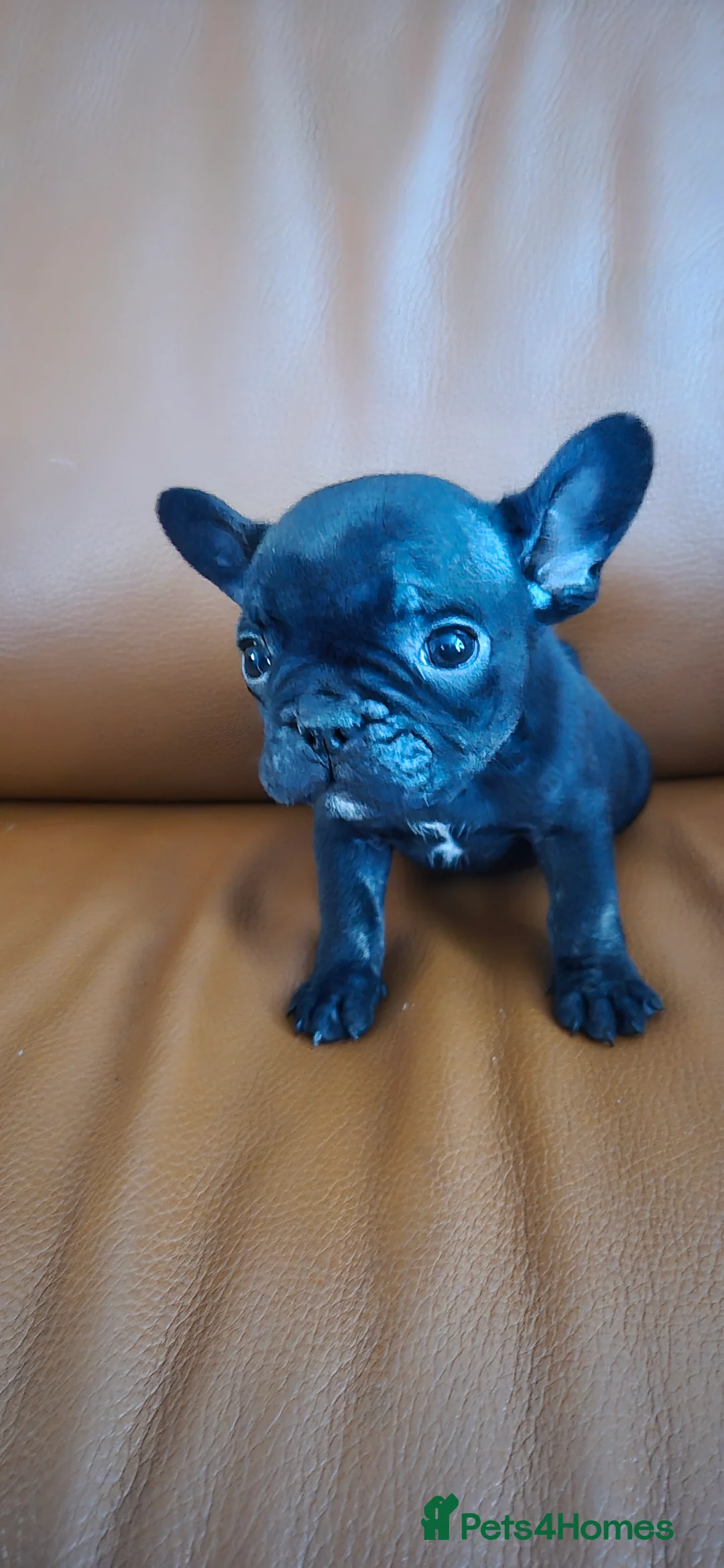 French Bulldog dogs for sale: Frenchie puppies ready to go - Advert 10