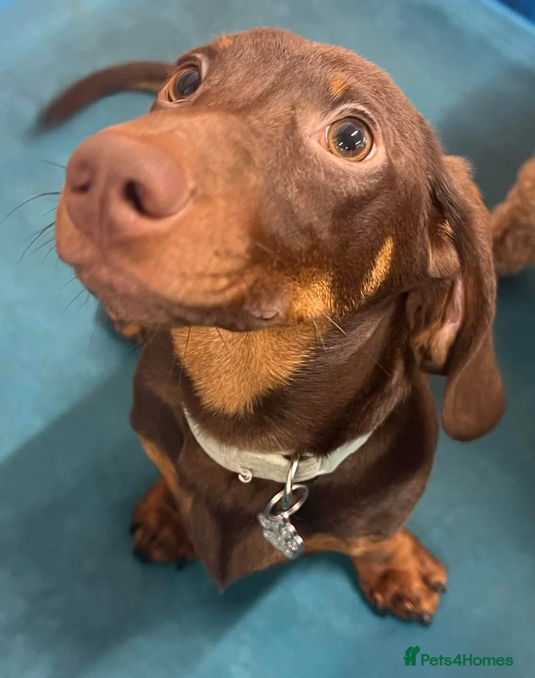 Dachshund dogs for sale: Male Dachshund  in Exeter - Advert 2