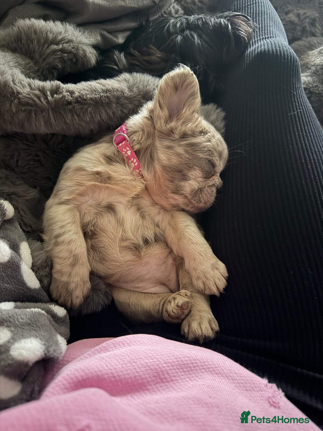 French Bulldog dogs for sale: Visual Full fluffy French Bulldog Puppy - Advert 8