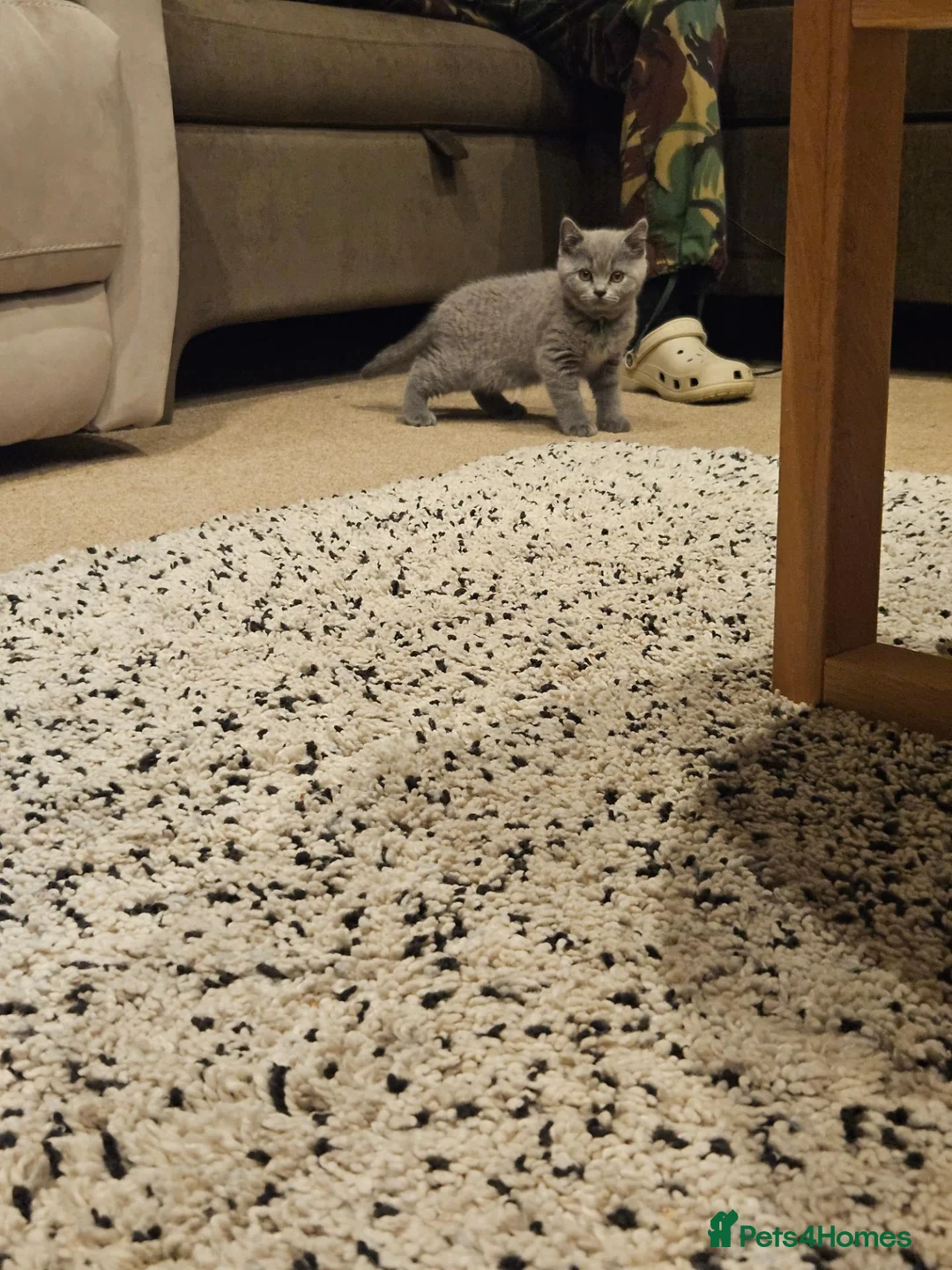 British Shorthair cats for sale: Pure Blue British Shorthair Kittens  - Advert 2