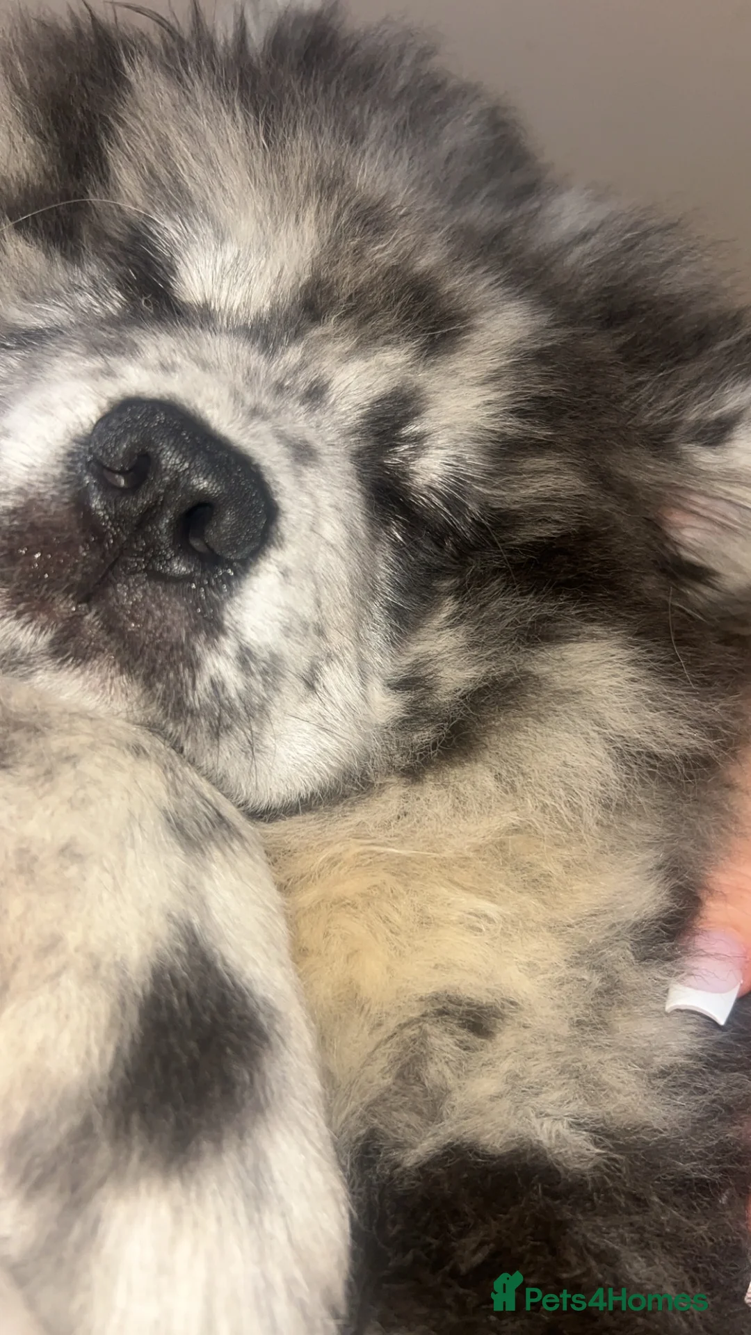 Chow Chow dogs for sale: 5 month old male chow chow  - Advert 2