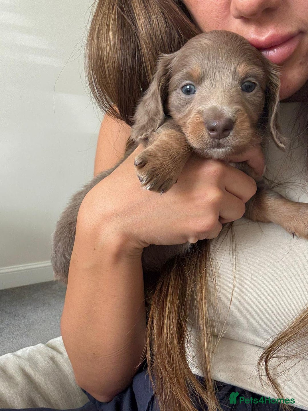Miniature Dachshund dogs for sale: Miniature Dachshund puppies boys and girls  - Image 2