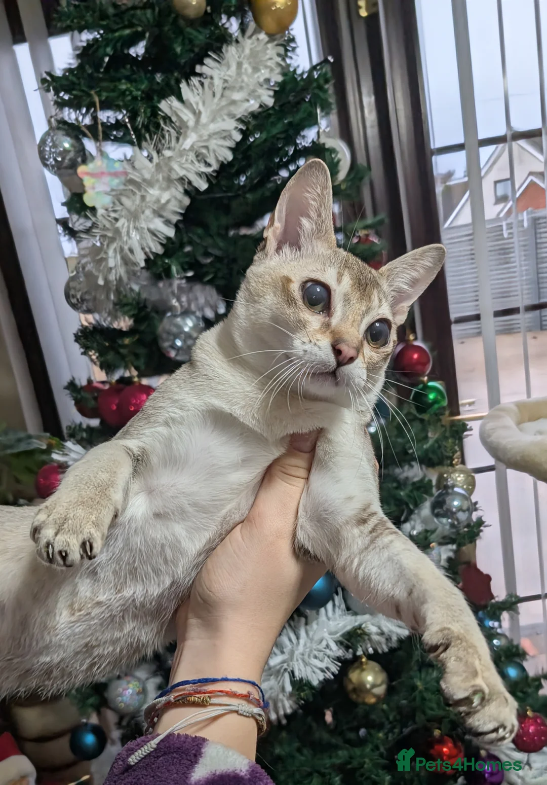 Singapura cats for sale: Singapura girl  - Advert 5