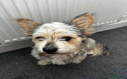 Mixed Breed dogs for sale: Froodle Boy  - Image 2