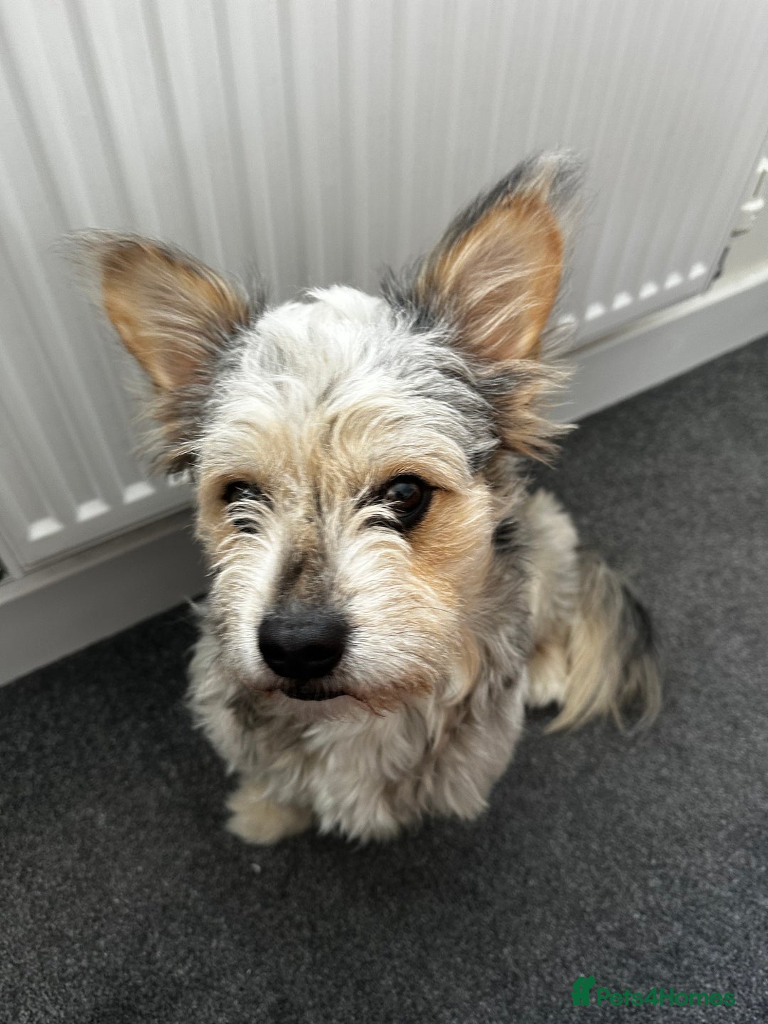 Mixed Breed dogs for sale: Froodle Boy  - Image 2