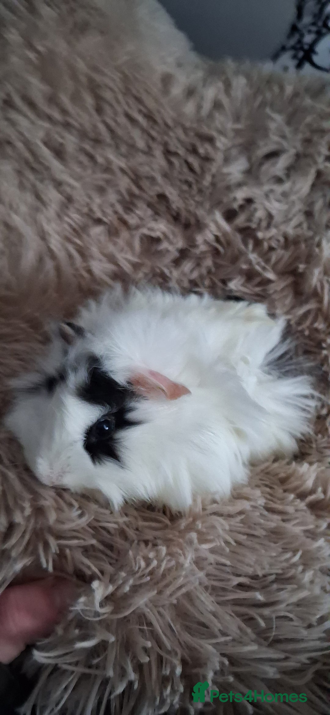 Guinea Pig rodents for sale: Baby boy guinea pigs - Advert 4