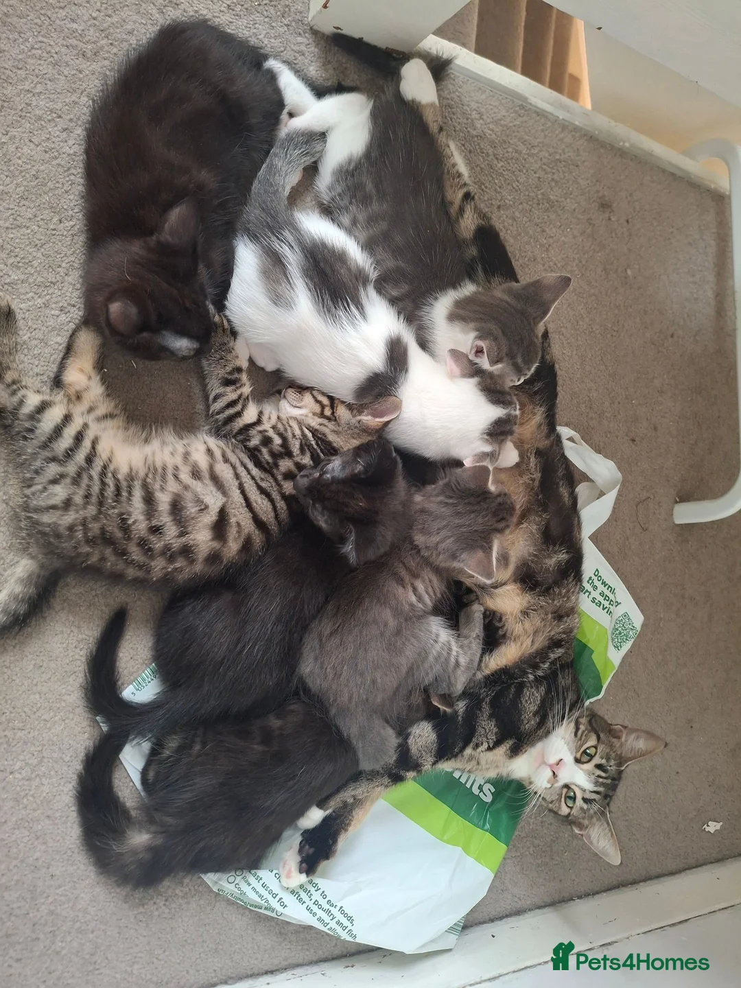 Mixed Breed cats for sale: 7 beautiful kittens for sale. in Washington - Advert 2