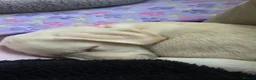 Labrador Retriever dogs for sale: Nyla  - Advert 10