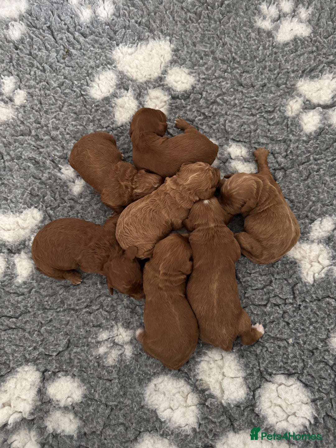 Cockapoo dogs for sale: Stunning Red F1b Cockapoos - Image 3