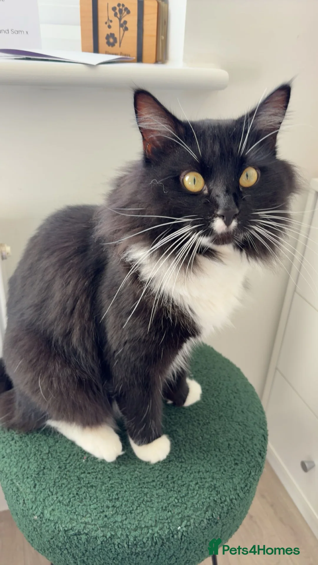 Ragdoll cats for sale: Pure breed Ragdoll -  in Sittingbourne - Advert 2