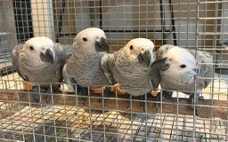 Parrots birds for sale: Friendly HandReared Super Tame Cuddly African Grey - Image 2