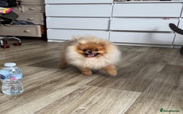 Pomeranian dogs for sale: Champion KC registered Pomeranian  - Image 11