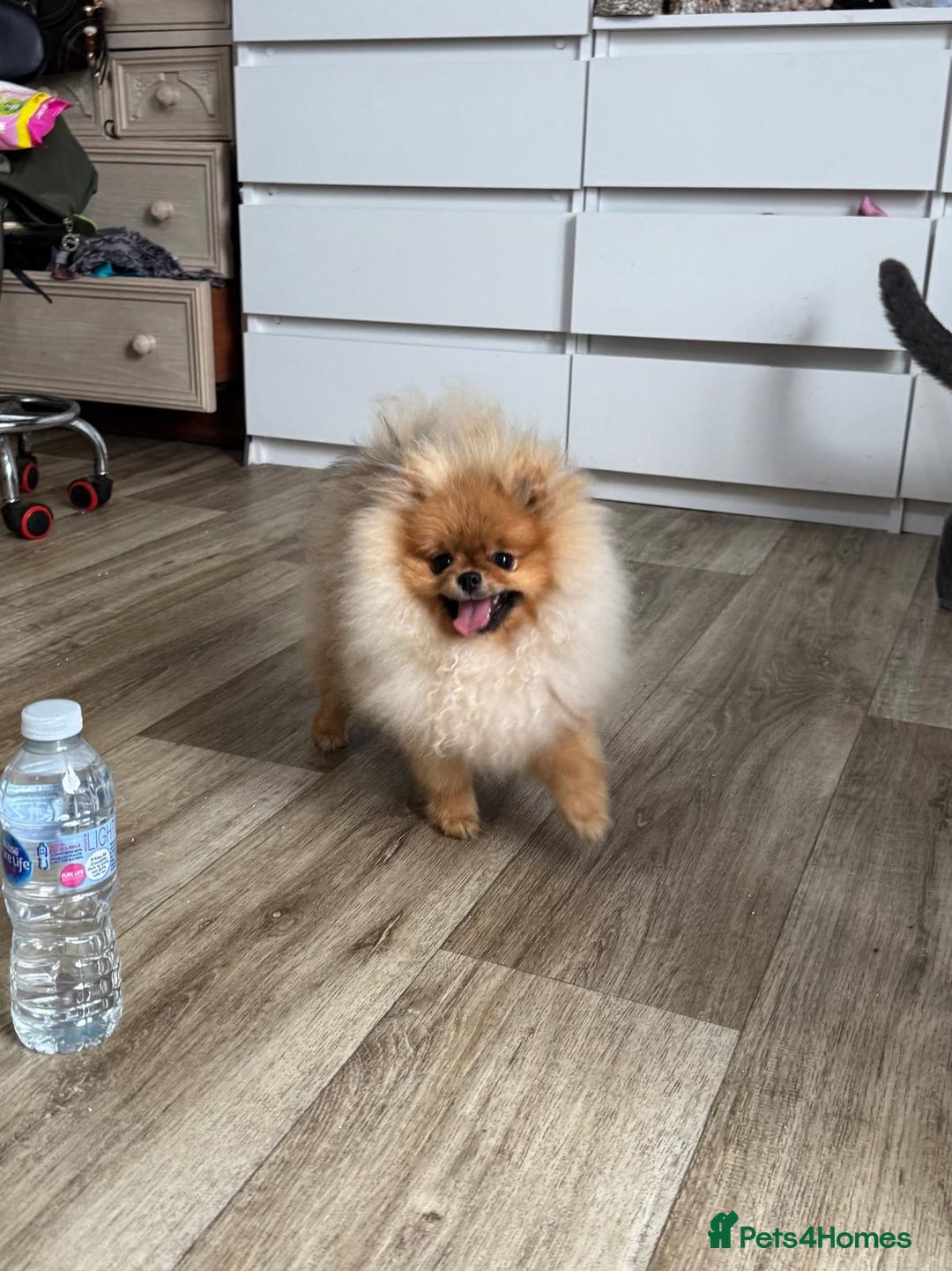 Pomeranian dogs for sale: Champion KC registered Pomeranian  - Image 11