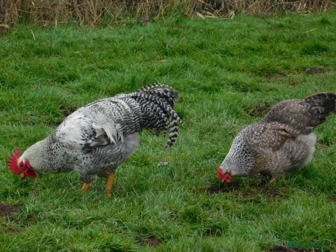 Chickens poultry for sale: Silver Bielefelder Hatching Eggs x 6 - Advert 2