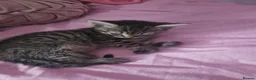 Bengal cats for sale: Girl kittens - Advert 15