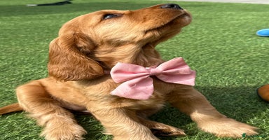 Cocker Spaniel dogs in Newport - Advert 15