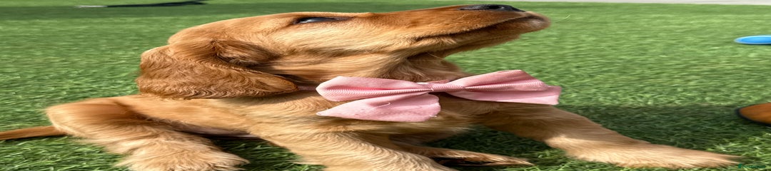 GOLDEN GIRL PINK COLLAR