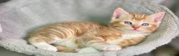 Mixed Breed cats for sale: 2 Gorgeous Ginger Male Kittens - Advert 22