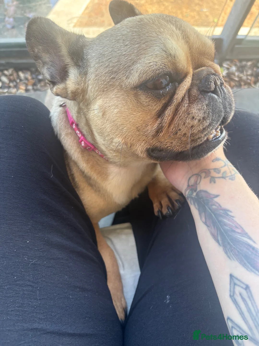 Pug dogs for sale: 2 year old pug  in London - Advert 3