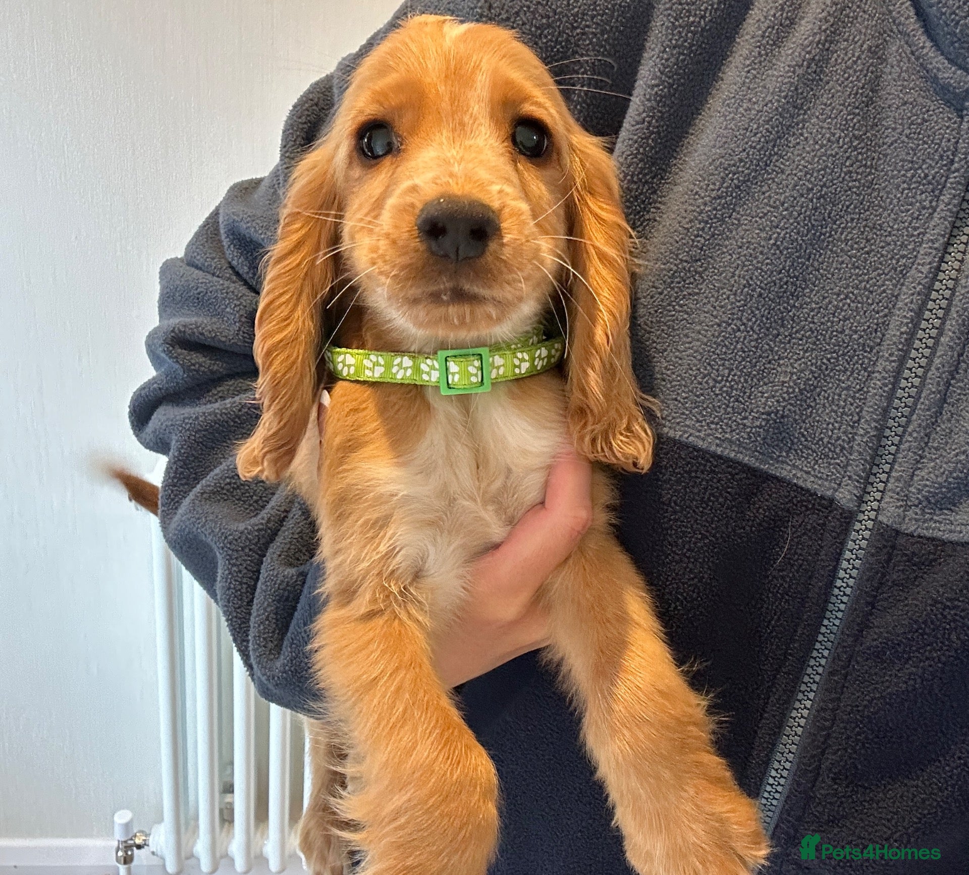 Cocker Spaniel dogs Show cockers two boys left  - Advert 1