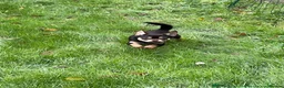 Chihuahua dogs for sale: Two beautiful boys looking for new home  - Advert 5