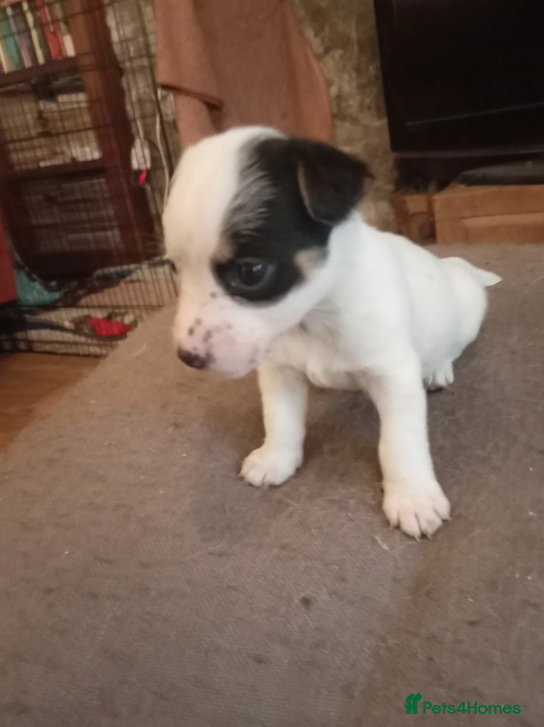 Jack Russell dogs for sale: Jack Russell puppies for sale  - Advert 21