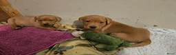 Labrador Retriever dogs for sale: Fox Red Labrador puppies  - Advert 11