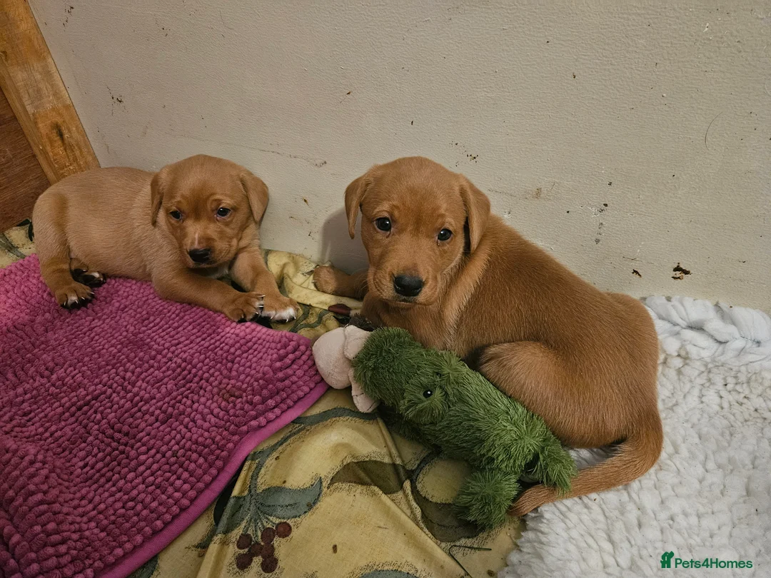 Labrador Retriever dogs for sale: Fox Red Labrador puppies  - Advert 11