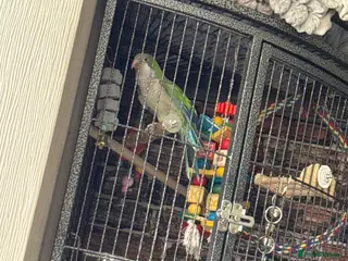 Parrots birds Green Quaker for sale unsure of sex - Advert 14