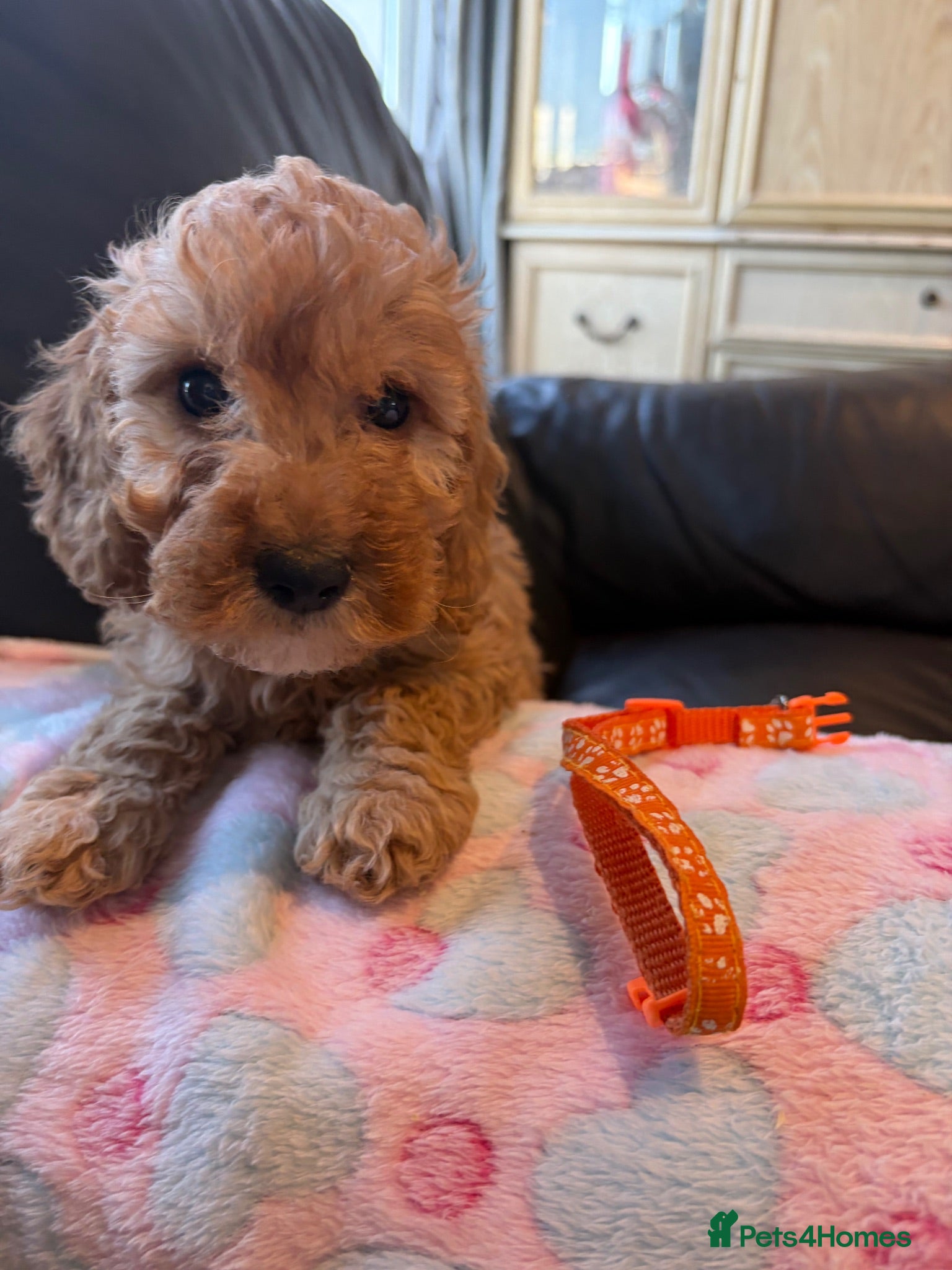 Cockapoo dogs F1 1 cockapoo girl puppies ready 14th August  - Advert 18