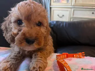 Cockapoo dogs F1 1 cockapoo girl puppies ready 14th August - Advert 18