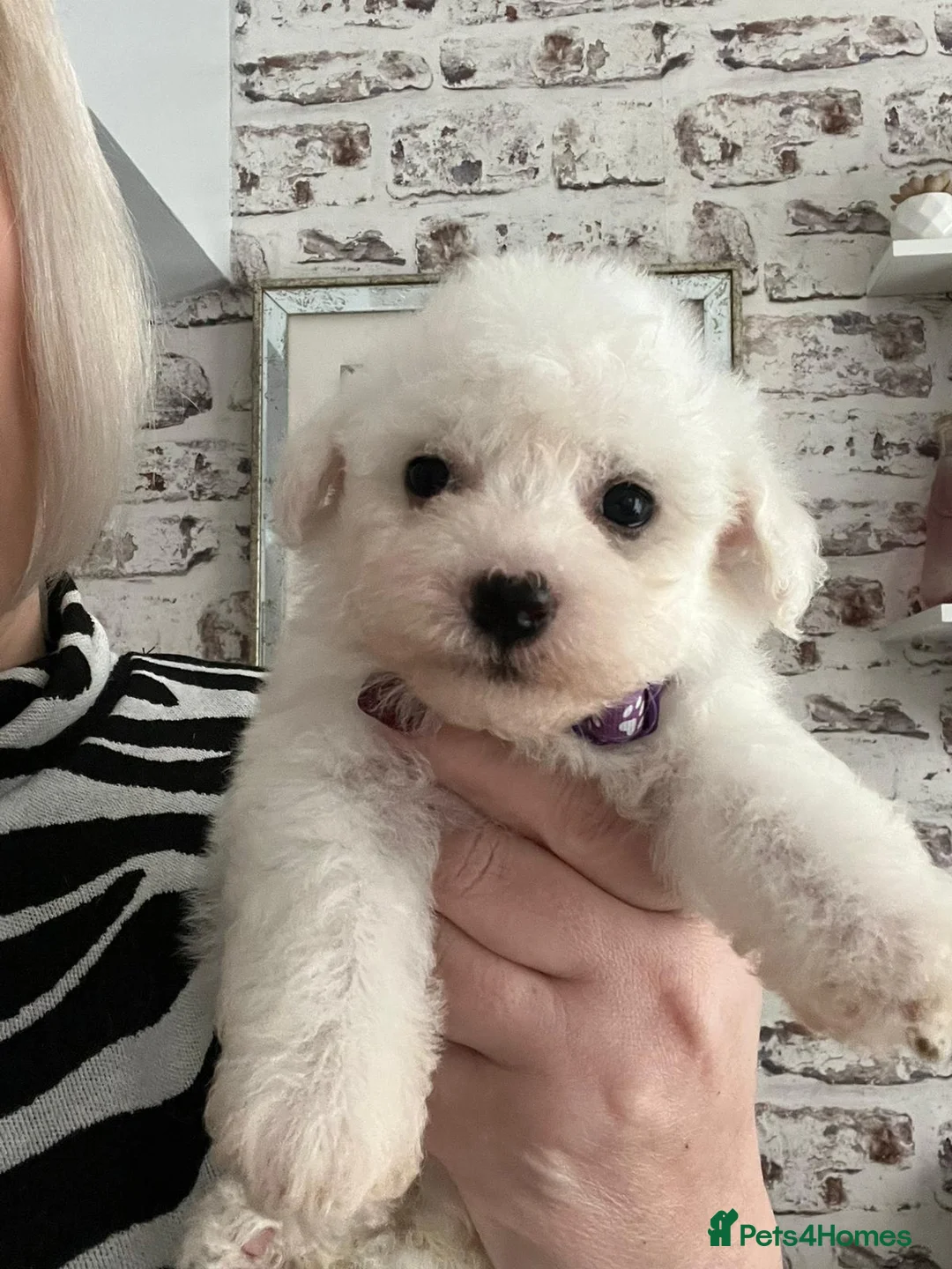 Bichon Frise dogs for stud: Bichon Frise for stud in Milton Keynes - Advert 17