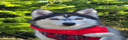 Pomsky dogs for sale: STUNNING POMSKY PUPPIES  - Advert 16