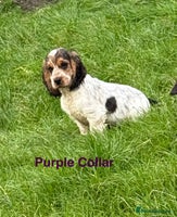 Cocker Spaniel dogs - Advert 7