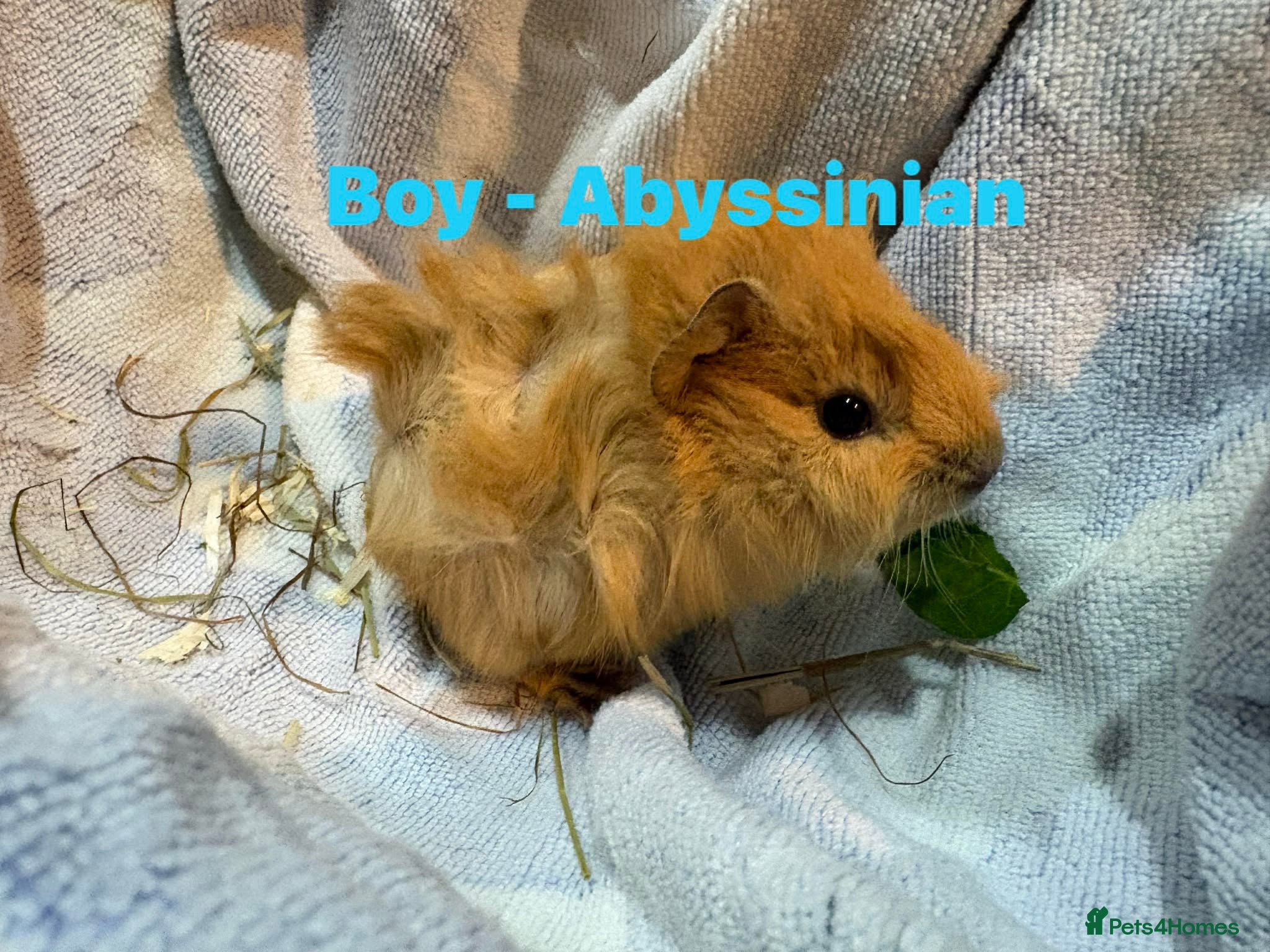 Guinea Pig rodents Ready to leave - Male Guinea pigs  - Advert 13