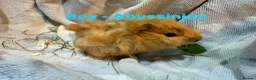 Guinea Pig rodents for sale: Ready to leave - Male & Female Guinea pigs  - Advert 2