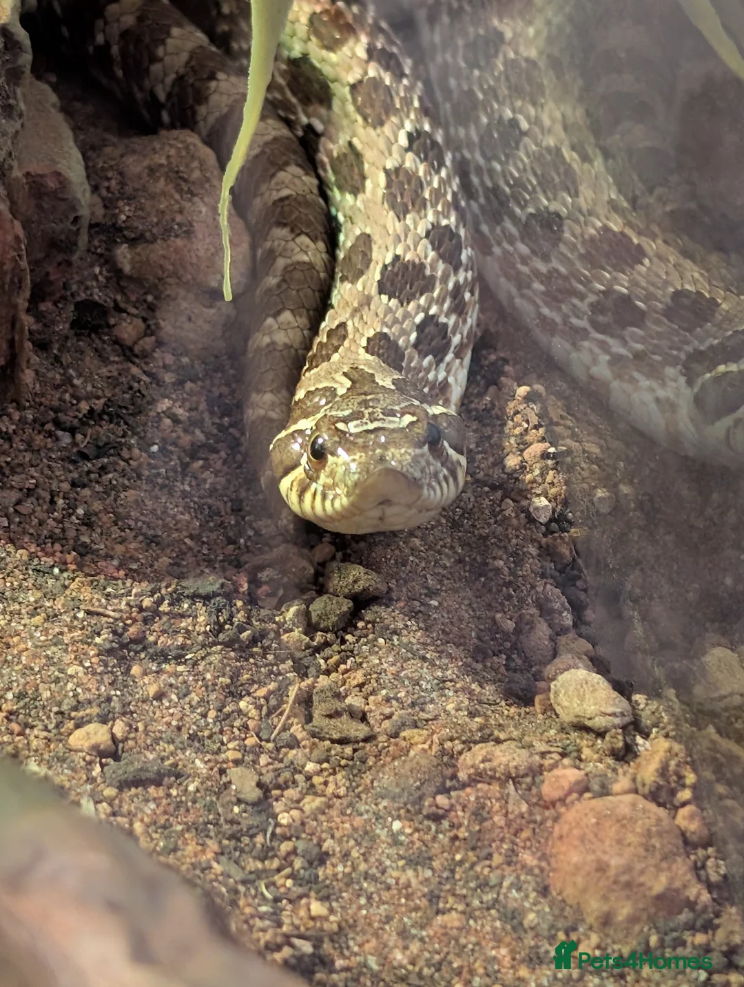 Snake reptiles for sale: Western hognose snake and equipment in Bournemouth - Advert 2