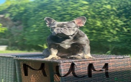 French Bulldog dogs for sale: KC registered french bulldogs  - Image 31