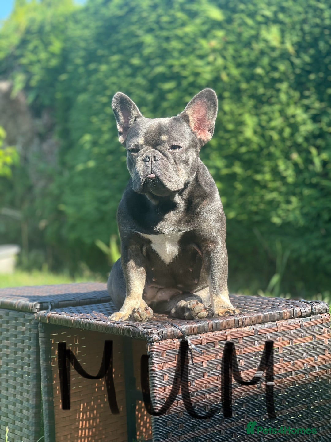 French Bulldog dogs for sale: KC registered french bulldogs  - Image 31