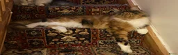 Maine Coon cats for sale: 🐾 Beautiful Maine Coon Tortie Female  - Advert 13