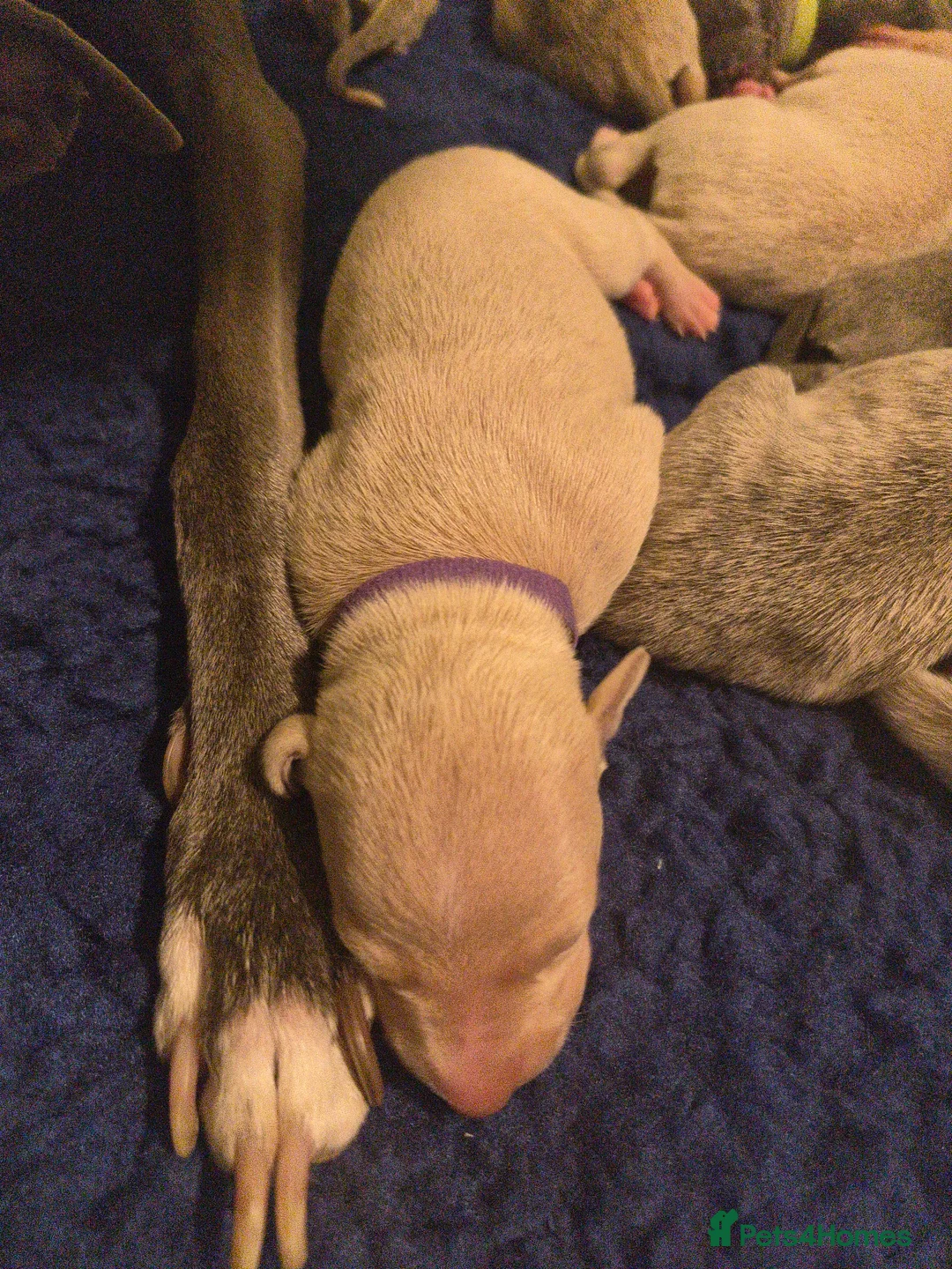 Whippet dogs for sale: KC Whippet Puppies - Champion Lines - Advert 17