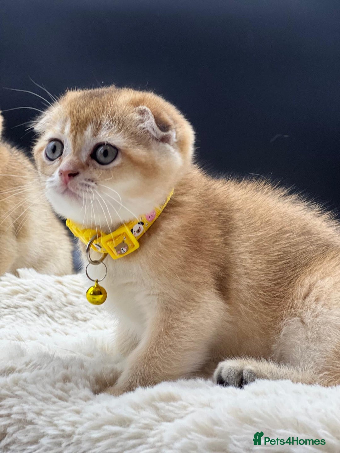 Scottish Fold cats for sale: Beautiful Scottish Straight/Fold Kittens - Image 4