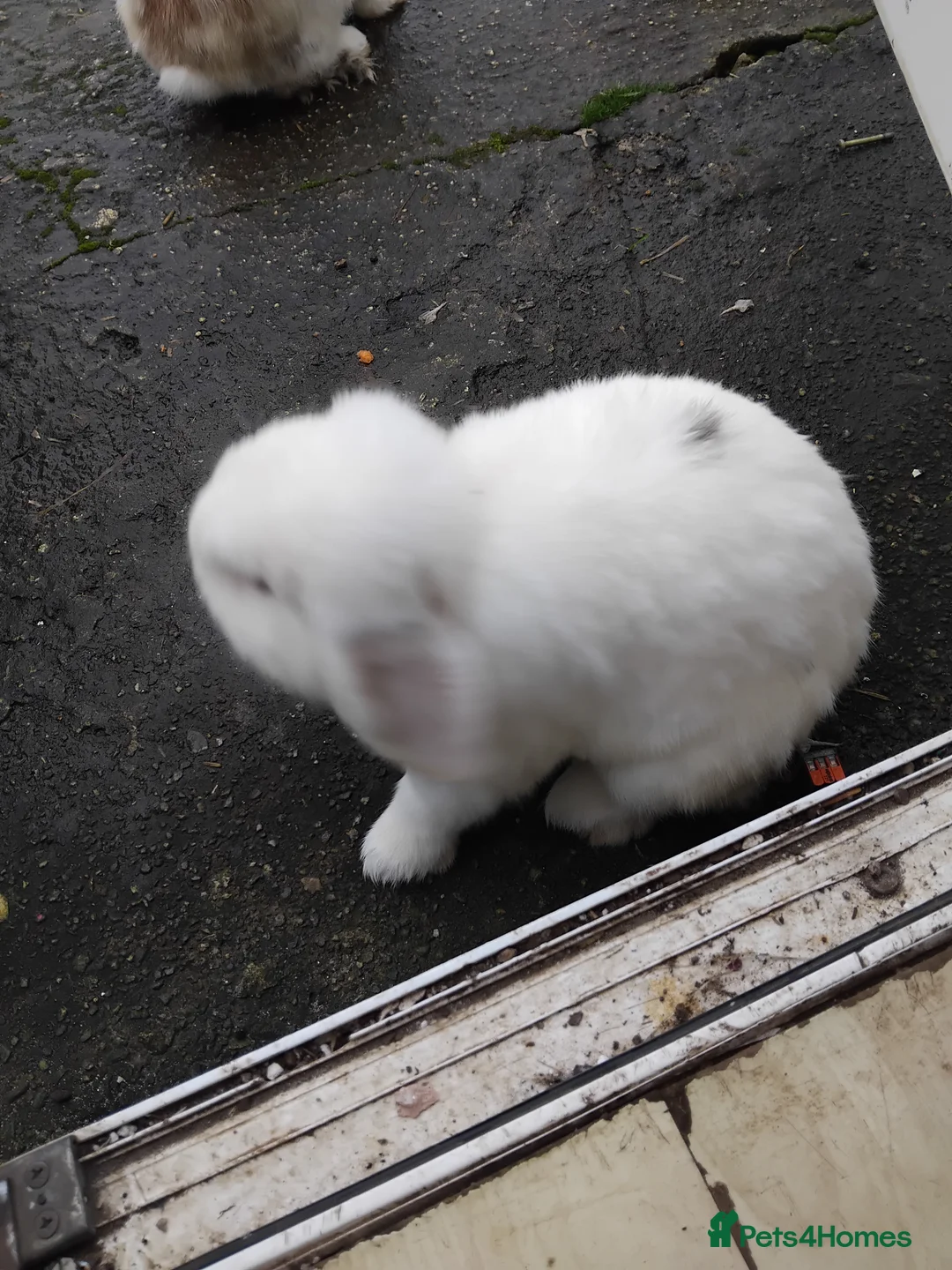 Mini Lop rabbits for sale: 2x mini lop brothers. 1 year old in Camborne - Advert 2