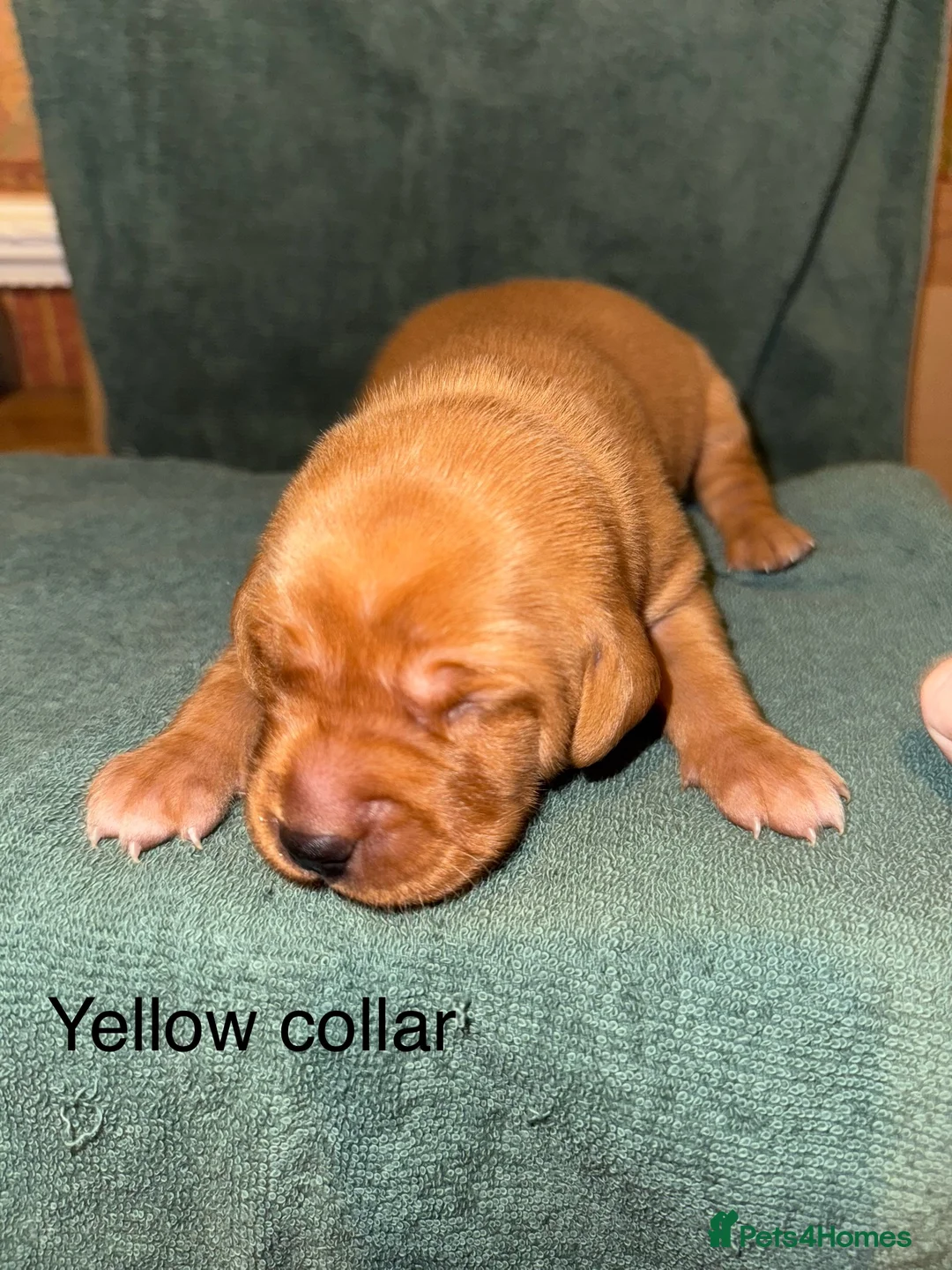 Labrador Retriever dogs for sale: KC Fox Red Labrador Puppies  - Advert 4