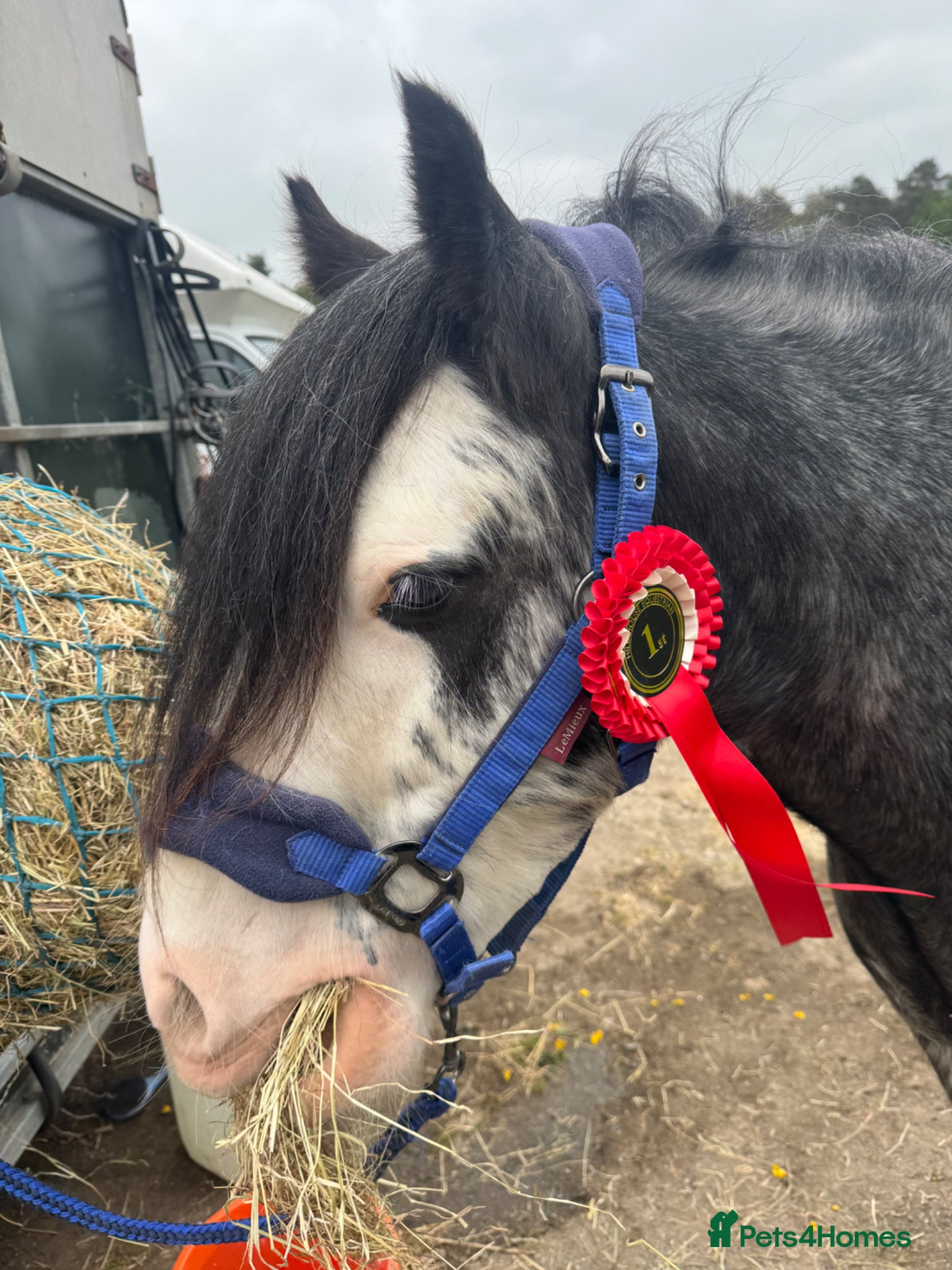 Irish Cob horses for sale: Norman  - Advert 12