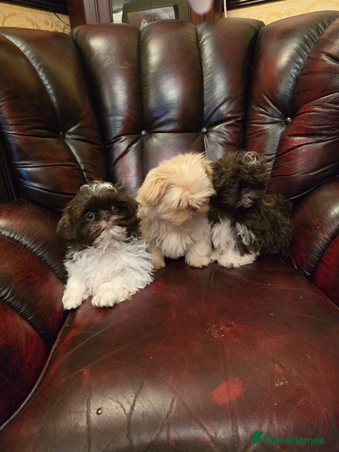 Shih Tzu dogs for sale: Stunning shih tzu - Advert 27