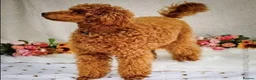 Cockapoo dogs for sale: Cockapoo Puppies - Advert 15