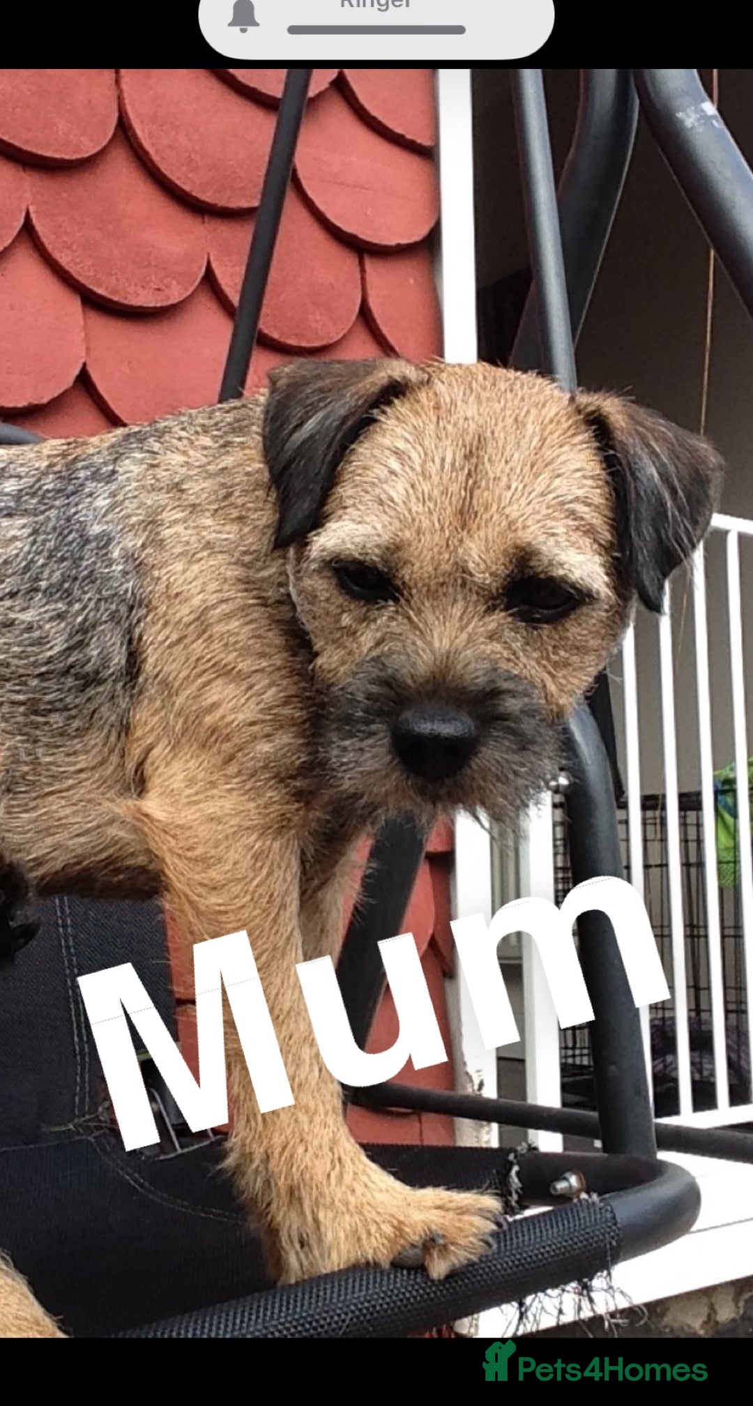 Border Terrier dogs for stud: Border terrier stud  in Rochdale - Image 13