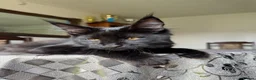 Maine Coon cats for sale: PURE MAINE COON KITTENS *2Left* - Advert 5